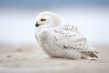 profile of a snowy owl on snow ground Royalty Free Stock Photo