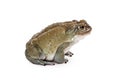 Profile of a Sonoran Desert Toad Royalty Free Stock Photo