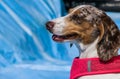 Profile of a Spotted Dapple Dachshund Dog