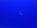 Profile Spotted Eagle Ray Deep Blue Underwater Royalty Free Stock Photo