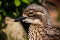 Profile of spotted thick-knee, Burhinus capensis, spotted dikkop or Cape thick-knee Royalty Free Stock Photo