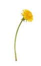 Profile of spring yellow dandelion flower isolated on white Royalty Free Stock Photo