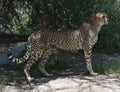 Profile of a Standing Cheetah on a flat Rock Royalty Free Stock Photo