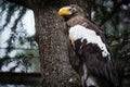 Profile of a Stellers sea eagle looking up Royalty Free Stock Photo