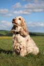 Happy Cocker Spaniel dog outdoors