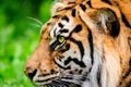 Profile Of A Sumatran Tiger Royalty Free Stock Photo