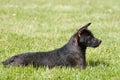 Profile of sunning Patterdale