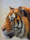 Profile of a tiger