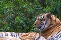 Profile of a tiger, trees in background