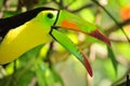 Profile of Toucan parrot