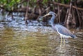 Tricolored Heron Royalty Free Stock Photo