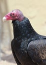 A Profile of a Turkey Vulture, Cathartes aura