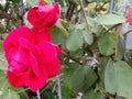 Profile of two beautiful pink roses and green leaves on the right! Romantic! Royalty Free Stock Photo