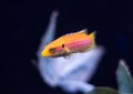 Profile of two spot candy hogfish Royalty Free Stock Photo
