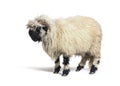 Profile of a Valais Black nose sheep, isolated