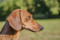 Profile of a very attentive dachshund