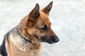 Profile view of adult female german shepherd dog sitting on the ground. Adorable pet, close-up. Royalty Free Stock Photo