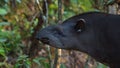 Profile view of Amazon Tapir in Ecuadorian amazon. Common names: Tapir, Danta