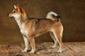 Profile view of beautiful golden color Shiba Inu dog posing isolated over dark vintage background. Concept of animal