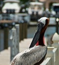 Adult brown pelican on pier