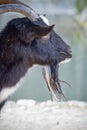 Profile view of black goat`s face