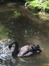 Closeup of a black swan swimming in a lake with its neck curved toward the water Royalty Free Stock Photo