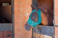 Profile view of a brown horse head wearing a mesh fly mask in the stable Royalty Free Stock Photo