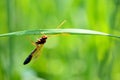 Profile view of a Brown-orange colored wasp Ammophila Ichneumonidae Netelia, clinged to a blade of grass, on a blurred green back Royalty Free Stock Photo