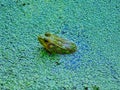 Profile View of Bullfrog Submerged in Pond Water Covered with Duckweed