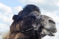 Profile view of the camel`s head on a cloudy sunny day. Royalty Free Stock Photo