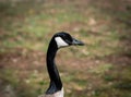 A profile view of a Canadian Goose with grass in it`s beak