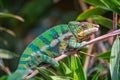 Profile view of a colorful chameleon