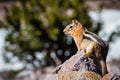 Profile view of Cute chipmunk sitting on a rock, Lassen Volcanic Park National Park, Northern California