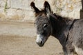 Profile view of domestic grey donkey on the farm