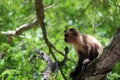 Profile view, full body of a capuchin monkey or tufa monkey, sitting in a tree, with blurred foliage in the background. Royalty Free Stock Photo