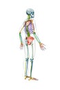 Profile view of the full human male skeleton with body 3D rendering illustration isolated on white with copy space. Anatomy or Royalty Free Stock Photo