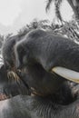 Profile view of giant Sumatra elephant with big tusk in black and white jungle background