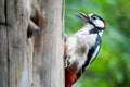 Profile view of a great spotted woodpecker perching on a tree bark