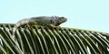 Profile view of a green iguana on a palm frond.