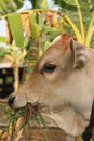 A profile view from the head of a grass eating light brown Asian beef calf .