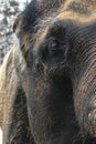 Profile view of huge Sumatra elephant head