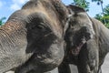 Profile view of huge Sumatra elephant trying to reach something with his trunk