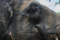 Profile view of huge Sumatra elephant trying to reach something with his trunk