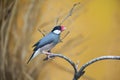 profile view of a Java sparrow, Java rice bird, java finch on a branch Royalty Free Stock Photo
