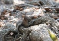 Profile View of a Least Chipmunk Holding a Piece of Food Near an Exposed Tree Root Royalty Free Stock Photo