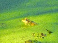 Profile View of Light Green Young Bullfrog Submerged to Its Head in a Pond Royalty Free Stock Photo