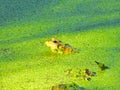 Profile View of Light Green Young Bullfrog Submerged to Its Head in a Pond