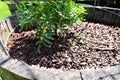 Profile view of marigold leaves growing in coconut mulch in barrel container