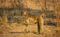 Profile view of monkey eating on the ground Royalty Free Stock Photo