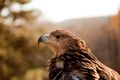 Profile view of mountain eagle Royalty Free Stock Photo